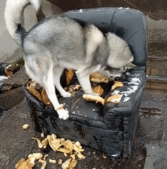 养大狗的女生不能要，为什么女人不能养狗尤其是大狗（为何不建议养“大狗”）