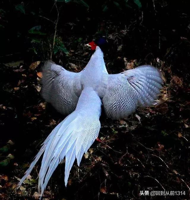 白娴鸟（白娴鸟图片，白娴鸟怎样的养殖（白鹇鸟唯美图片）