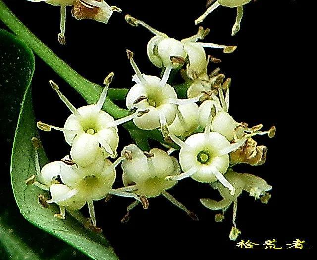 珊瑚树（珊瑚树开花，珊瑚树开花，似动漫画的枪战图（绿珊瑚开花）