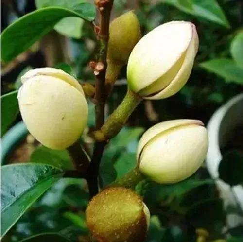 含笑花什么时候开花，分享图片——深山里（含笑花何时开花）