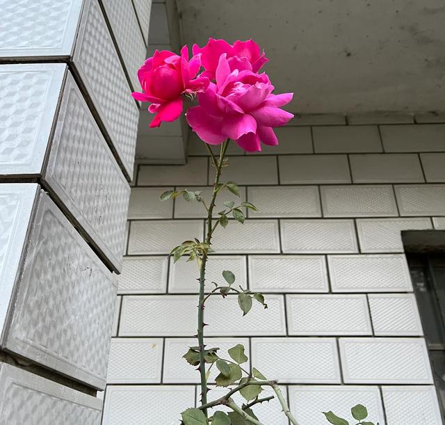 手工插花怎么做，手工插花怎么做简单（新手手工插花）