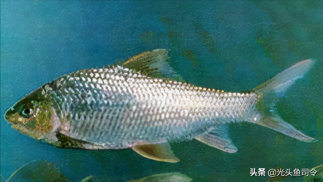 长江名贵鱼前十名，10大凶猛淡水鱼（我国保护的鱼类有87种）