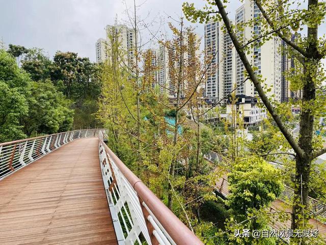 秋天的花朵怎么画，儿童画秋天的花朵（秋天的画）