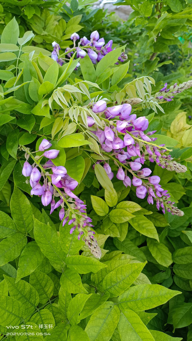 紫藤花寓意及花语，紫藤花的花语和寓意（寓意紫气东来好兆头）