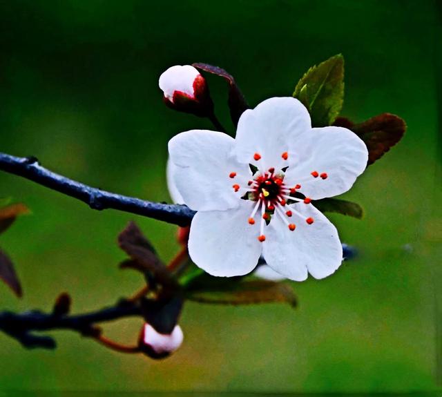 花朵图片‖淡雅花卉,淡雅的花卉图片(春之韵～素雅清新的李花)