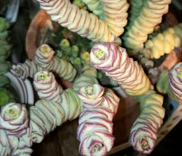 钱串多肉的养护方法，多肉钱串夏天怎么养护（冬天盆栽多肉植物钱串）