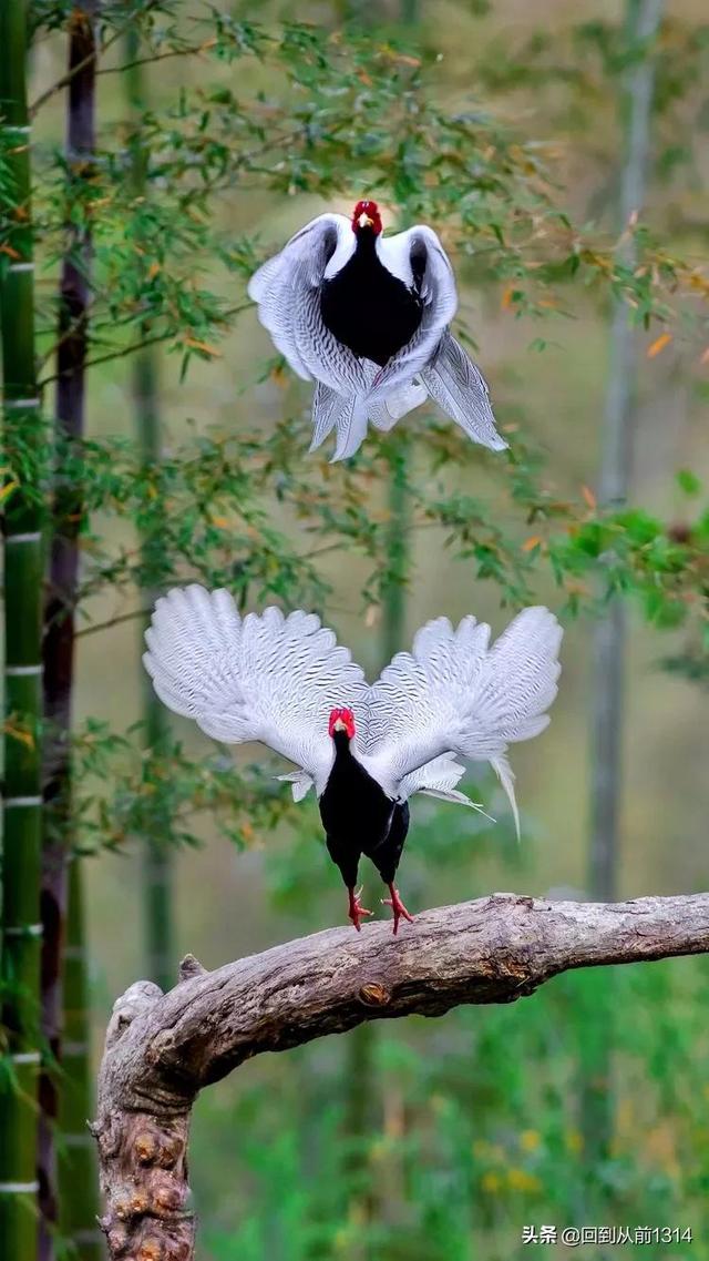 白娴鸟(白娴鸟图片,白娴鸟怎样的养殖(白鹇鸟唯美图片)