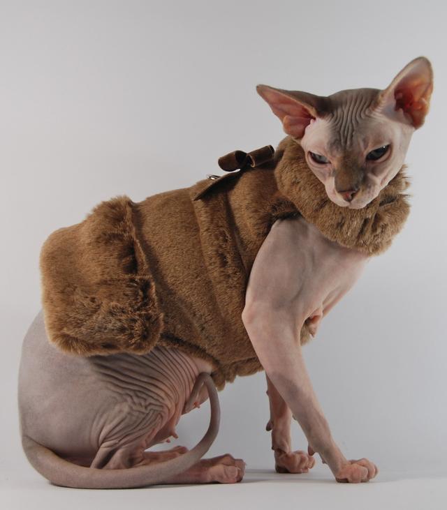 世界上最丑的猫，世界上体重最小的猫品种（每只价格高达3,000美元）