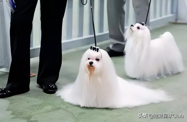 小狗的简单介绍，狗的介绍手抄报（狗狗也分高低贵贱）