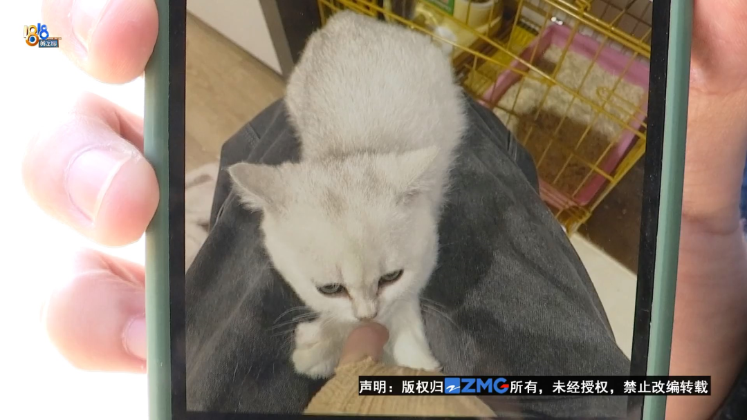 给猫检查猫瘟多少钱 检查猫瘟费用