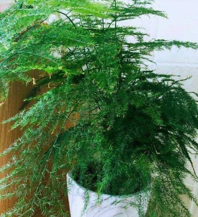 文竹的养殖方法和注意事项，文竹的养殖方法和注意事项有哪些（要让文竹“翠绿旺盛”）