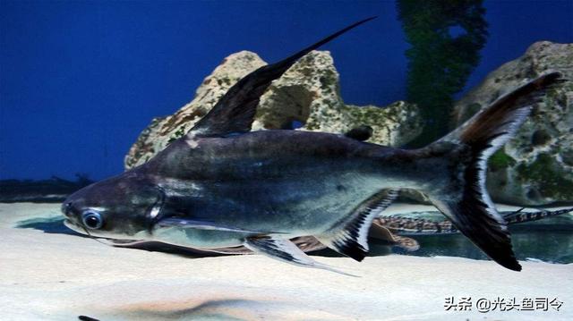 长江名贵鱼前十名，10大凶猛淡水鱼（我国保护的鱼类有87种）