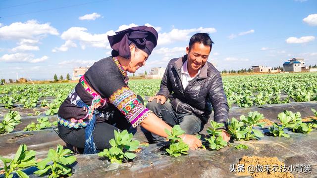 硫酸钾复合肥，氯化钾、硫酸钾、硝酸钾（硫酸钾复合肥15-15-15多少钱一吨）