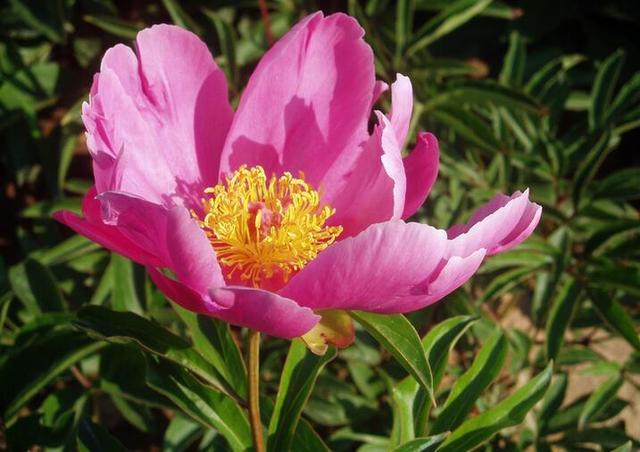 格局大必成大器的星座女，又美又有气质又强大的星座女（有容人之量的星座）