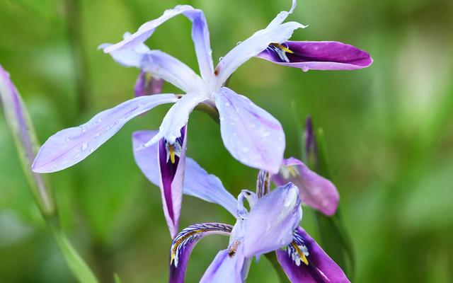 9月30号是什么星座，农历九月三十（9月30日星座运势：勤能补拙）