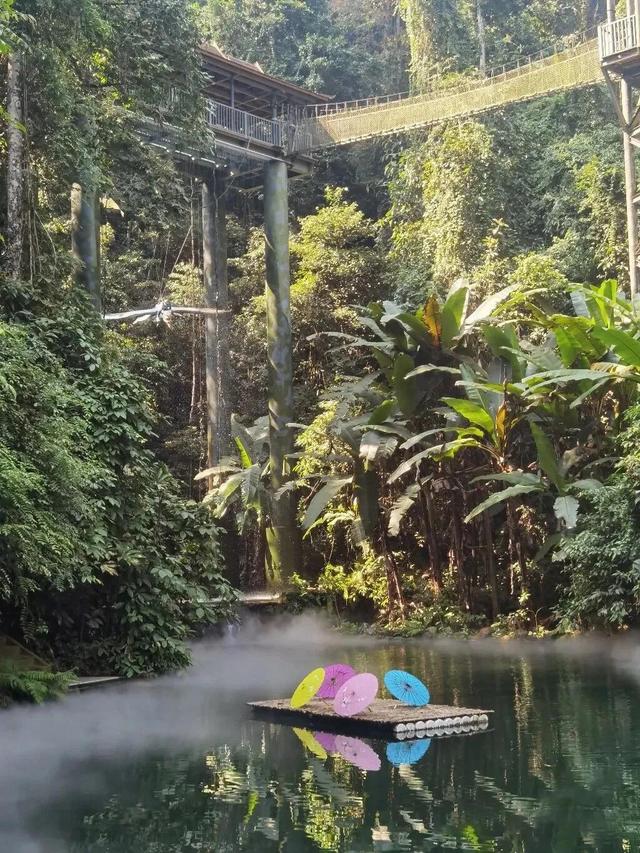 望天树，中国最高的树——望天树（望天树景区旅游攻略）