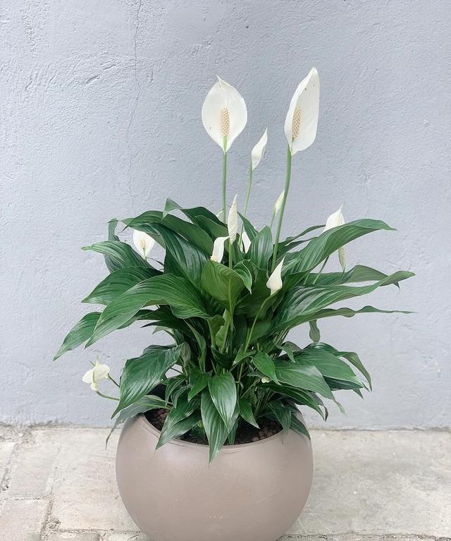 室内养什么花最好，100种“吉祥花”