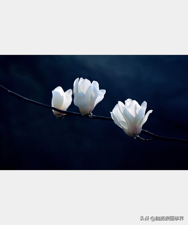 浪漫之花朵，一朵鲜花的浪漫（实拍26张玉兰花的照片图片）
