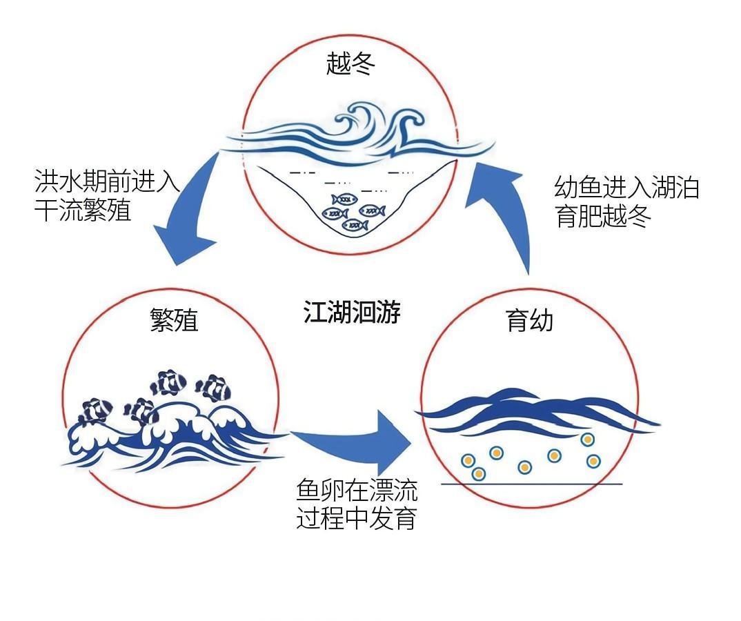 著名的十大名贵淡水鱼，我国五大淡水名贵鱼（“四大家鱼”基因受到威胁）