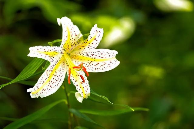 百合花寓意是什么意思，百合花代表什么意思它象征着什么（花名册No.00155）