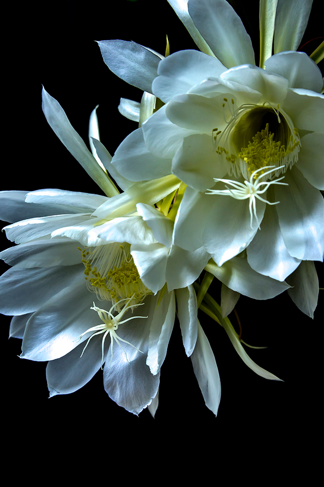 曼陀罗花的传说，曼陀罗花的含义和传说（传说“7种花”）