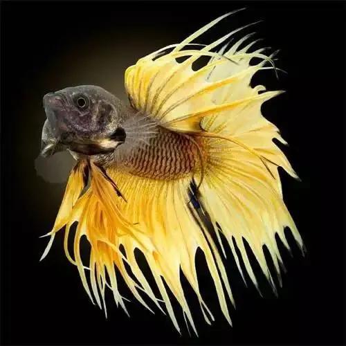 100多种神仙鱼欣赏，鳕鱼图片大全