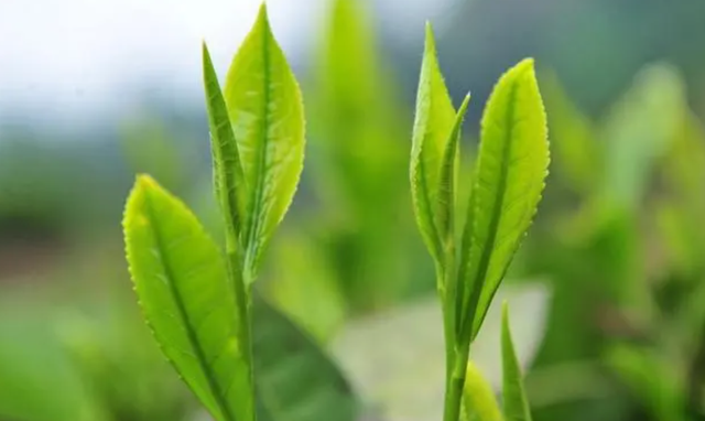 南京雨花茶，南京雨花茶最好的牌子（江苏又一名茶“陨落”）