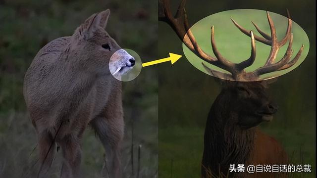 鹿血酒多少钱一瓶，鹿血酒一瓶500ml要多少钱（这是人们认为它是仙兽真正的原因）