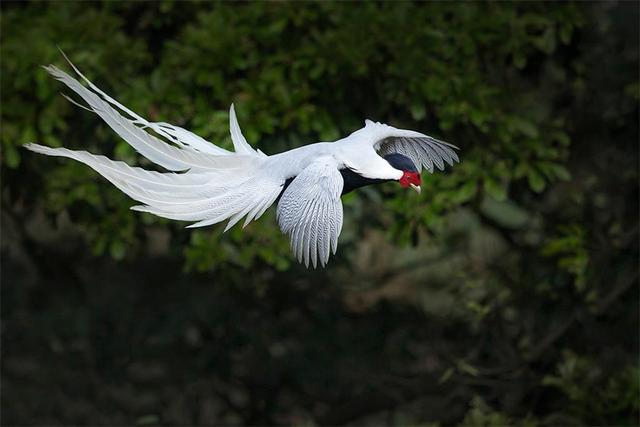 看見鳳凰鳥預示著什麼,鳳凰鳥象徵什麼(男子晨練偶遇