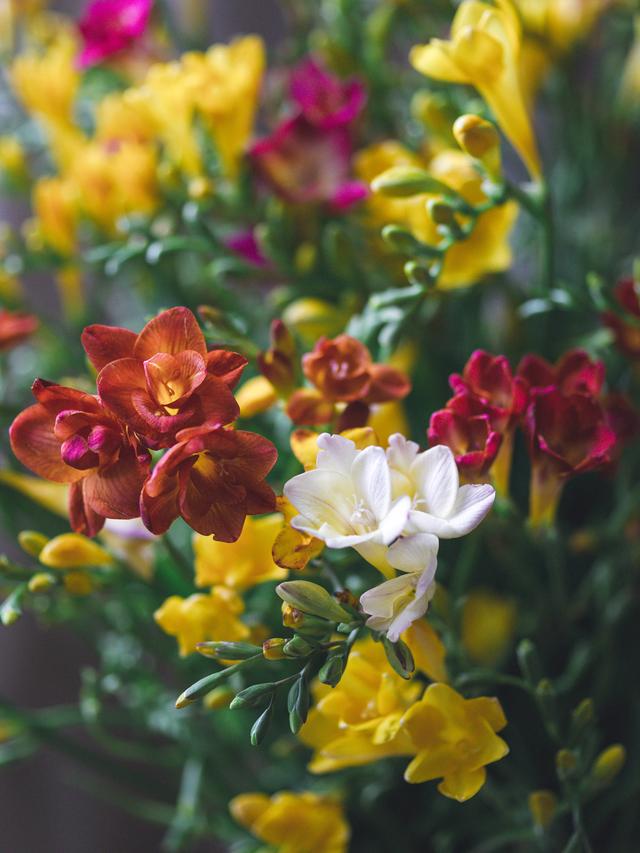 春天的花有哪些，二年级春天的花有哪些（“最香的”15种花）