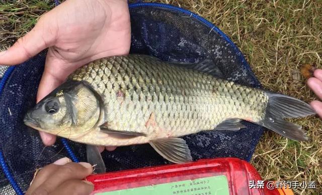 土鲫鱼怎么区别，大板鲫到底是什么品种