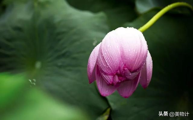 处暑的“处”字读第几声，2022年8月23日处暑节气出伏了吗（处暑：浅秋已至，念秋安）