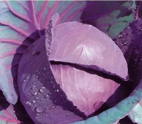 紫色的菜叫什么蔬菜，紫色的蔬菜有哪些（懒人蔬菜—紫色甘蓝）