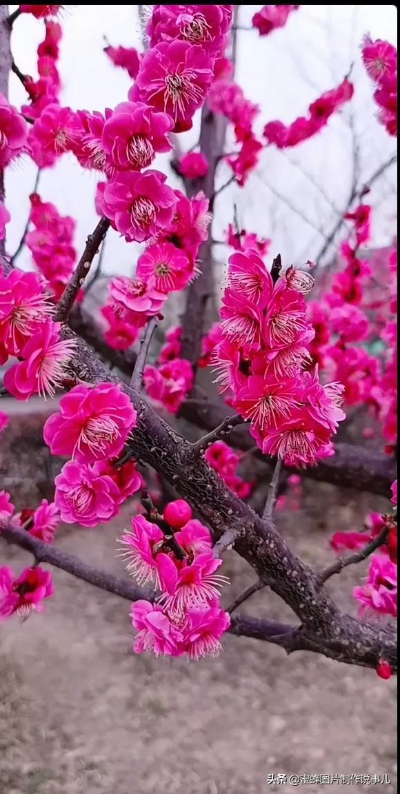 风景美图，风景美图壁纸（鲜花争艳，美景如画，过目不忘）