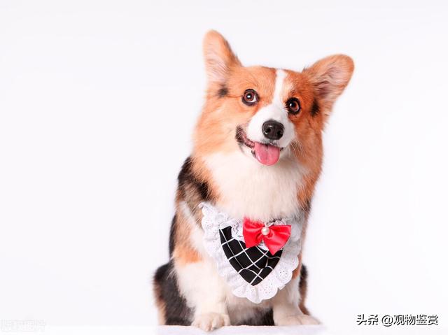 独一无二的狗狗名字，狗狗改什么名字好听又旺家（可以取个独特、好听的名字）