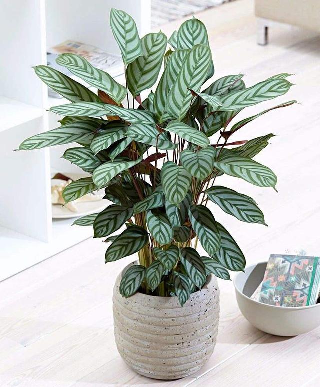 可以种在阳台的大型绿植，可以种在阳台的大型绿植品种（能养8种“大叶花”）