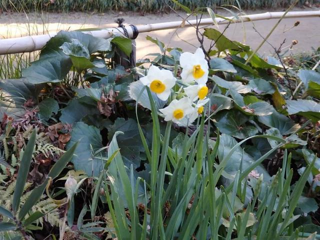 水仙花可以土培吗，水仙可以用土培植吗（中国水仙水培开花后转土培）