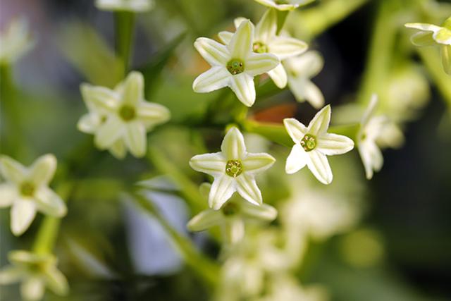 家里坚决不能养的花，家里坚决不能养的花风水（这3种“夺命花”）