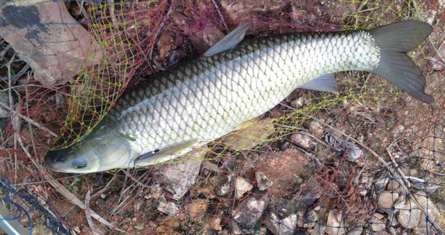 怎样钓到草鱼，怎样钓到草鱼苗（学会4个技巧2种钓法）