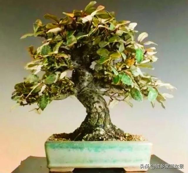 胡秃子盆景的养殖方法，唯美图片——胡颓子盆景欣赏（野生胡秃子盆景怎么养）