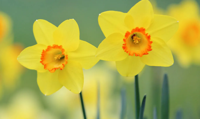 十二星座未来的职业，十二星座未来适合什么职业（工作勤恳认真）