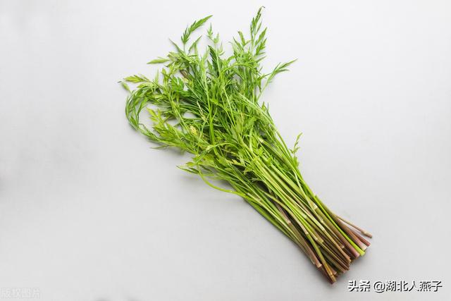 农村100种野菜图片，野菜的种类（常见的野菜图片与名字）