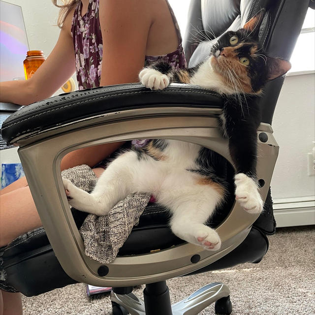 小猫咪 可爱图，小猫图片大全可爱图片大全图片（21张“搞笑”的猫咪图片）