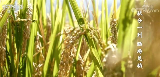 秋天收获的农作物，秋季农作物有哪些（丰收节里话丰收）