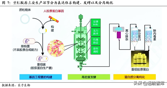 三型胶原蛋白导入危害，三型胶原蛋白导入的效果维持多长时间（析胶原产业链机理）