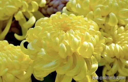 不第后赋菊古诗意思解释，不第后赋菊这首古诗是什么意思（经典诗词赏析之《不第后赋菊》）