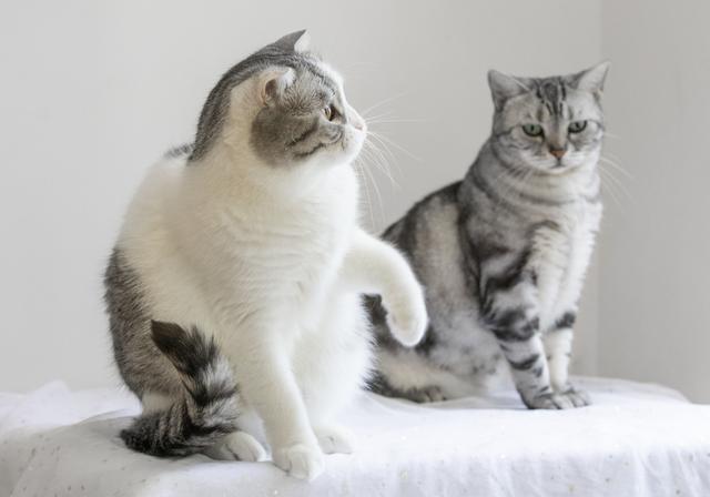 为什么猫越打越亲人，猫咪恨主人的十种表现（为什么大多数猫咪都会“近亲繁殖”）