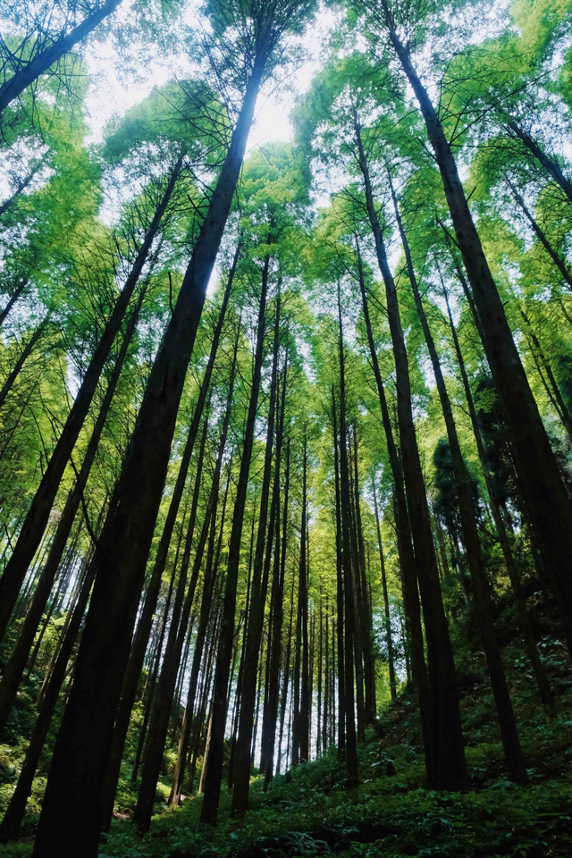 什邡市景点，什邡景点旅游景点（成都周边绝美“禁林”）