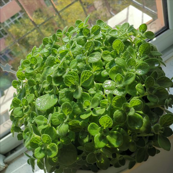 一抹香植物图片的功效与作用，一抹香的作用和用途（5种“香香花”摆在卫生间）