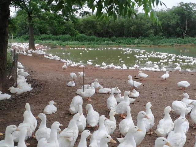 正规的养鸭合作公司，养鸭子赚钱吗（新手养鸭必读）